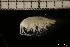  ( - ZMBN_131141)  @11 [ ] Creative Commons BY NC SA (2022) University of Bergen Natural History Collections