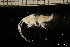  ( - ZMBN_131142)  @11 [ ] Creative Commons BY NC SA (2022) University of Bergen Natural History Collections