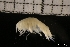  ( - ZMBN_131166)  @11 [ ] Creative Commons BY NC SA (2022) University of Bergen Natural History Collections