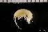  ( - ZMBN_131184)  @11 [ ] Creative Commons BY NC SA (2022) University of Bergen Natural History Collections