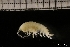 ( - ZMBN_131185)  @11 [ ] Creative Commons BY NC SA (2022) University of Bergen Natural History Collections