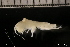  ( - ZMBN_131207)  @11 [ ] Creative Commons BY NC SA (2022) University of Bergen Natural History Collections