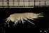  ( - ZMBN_131208)  @11 [ ] Creative Commons BY NC SA (2022) University of Bergen Natural History Collections