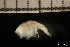  ( - ZMBN_131209)  @11 [ ] Creative Commons BY NC SA (2022) University of Bergen Natural History Collections