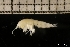  ( - ZMBN_131229)  @11 [ ] Creative Commons BY NC SA (2022) University of Bergen Natural History Collections