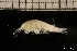  ( - ZMBN_131230)  @11 [ ] Creative Commons BY NC SA (2022) University of Bergen Natural History Collections