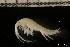  (Ischyrocerus sp. A_CO - ZMBN_131279)  @11 [ ] Creative Commons BY NC SA (2022) University of Bergen Natural History Collections