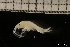  ( - ZMBN_131286)  @11 [ ] Creative Commons BY NC SA (2022) University of Bergen Natural History Collections