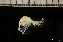  ( - ZMBN_131289)  @11 [ ] Creative Commons BY NC SA (2022) University of Bergen Natural History Collections
