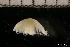  ( - ZMBN_131440)  @11 [ ] Creative Commons BY NC SA (2022) University of Bergen Natural History Collections