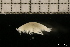  ( - ZMBN_131441)  @11 [ ] Creative Commons BY NC SA (2022) University of Bergen Natural History Collections