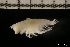  (Harpinia serrata - ZMBN_131449)  @11 [ ] Creative Commons BY NC SA (2022) University of Bergen Natural History Collections