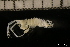  ( - ZMBN_131462)  @11 [ ] Creative Commons BY NC SA (2022) University of Bergen Natural History Collections