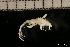  ( - ZMBN_131463)  @11 [ ] Creative Commons BY NC SA (2022) University of Bergen Natural History Collections