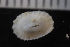  ( - ZMBN_131486)  @11 [ ] CreativeCommons - Attribution Non-Commercial Share-Alike (2019) University of Bergen Natural History Collections
