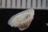  ( - ZMBN_131486)  @11 [ ] CreativeCommons - Attribution Non-Commercial Share-Alike (2019) University of Bergen Natural History Collections
