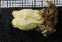  ( - ZMBN_132238)  @11 [ ] CreativeCommons - Attribution Non-Commercial Share-Alike (2020) University of Bergen Natural History Collections