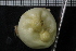  ( - ZMBN_132243)  @11 [ ] CreativeCommons - Attribution Non-Commercial Share-Alike (2020) University of Bergen Natural History Collections