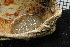  ( - ZMBN_132257)  @11 [ ] CreativeCommons - Attribution Non-Commercial Share-Alike (2020) University of Bergen Natural History Collections