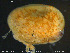  (Musculus subpictus - ZMBN_132343)  @11 [ ] Creative Commons  Attribution Non-Commercial Share-Alike (2020) NTNU University Museum, Department of Natural History NTNU University Museum, Department of Natural History