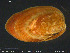  ( - ZMBN_132349)  @11 [ ] Creative Commons  Attribution Non-Commercial Share-Alike (2020) NTNU University Museum, Department of Natural History NTNU University Museum, Department of Natural History