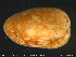  ( - ZMBN_132350)  @11 [ ] Creative Commons  Attribution Non-Commercial Share-Alike (2020) NTNU University Museum, Department of Natural History NTNU University Museum, Department of Natural History