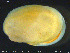  ( - ZMBN_132355)  @11 [ ] Creative Commons  Attribution Non-Commercial Share-Alike (2020) NTNU University Museum, Department of Natural History NTNU University Museum, Department of Natural History