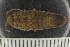  ( - ZMBN_132540)  @11 [ ] CreativeCommons - Attribution Non-Commercial Share-Alike (2019) University of Bergen Natural History Collections