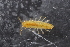  ( - ZMBN_132541)  @11 [ ] CreativeCommons - Attribution Non-Commercial Share-Alike (2019) University of Bergen Natural History Collections