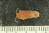  ( - ZMBN_132545)  @11 [ ] CreativeCommons - Attribution Non-Commercial Share-Alike (2019) University of Bergen Natural History Collections