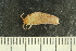  ( - ZMBN_132545)  @11 [ ] CreativeCommons - Attribution Non-Commercial Share-Alike (2019) University of Bergen Natural History Collections