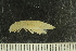  ( - ZMBN_132546)  @11 [ ] CreativeCommons - Attribution Non-Commercial Share-Alike (2019) University of Bergen Natural History Collections
