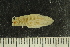  ( - ZMBN_132546)  @11 [ ] CreativeCommons - Attribution Non-Commercial Share-Alike (2019) University of Bergen Natural History Collections