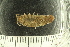  ( - ZMBN_132549)  @11 [ ] CreativeCommons - Attribution Non-Commercial Share-Alike (2019) University of Bergen Natural History Collections