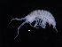  (Ianiropsis breviremis - ZMBN_132551)  @11 [ ] CreativeCommons - Attribution Non-Commercial Share-Alike (2019) University of Bergen Natural History Collections