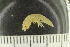  ( - ZMBN_132570)  @11 [ ] CreativeCommons - Attribution Non-Commercial Share-Alike (2019) University of Bergen Natural History Collections