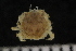  ( - ZMBN_132578)  @11 [ ] CreativeCommons - Attribution Non-Commercial Share-Alike (2019) University of Bergen Natural History Collections