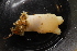  ( - ZMBN_136140)  @11 [ ] CreativeCommons - Attribution Non-Commercial Share-Alike (2020) University of Bergen Natural History Collections
