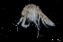  ( - ZMBN_136204)  @11 [ ] Creative Commons BY NC SA (2020) University of Bergen Natural History Collections