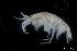  ( - ZMBN_136206)  @11 [ ] Creative Commons BY NC SA (2020) University of Bergen Natural History Collections
