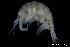  ( - ZMBN_136207)  @11 [ ] Creative Commons BY NC SA (2020) University of Bergen Natural History Collections