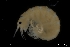  ( - ZMBN_136209)  @11 [ ] Creative Commons BY NC SA (2020) University of Bergen Natural History Collections