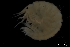  (Hyale lubbockiana - ZMBN_136212)  @11 [ ] Creative Commons BY NC SA (2020) University of Bergen Natural History Collections
