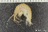  ( - ZMBN_136213)  @11 [ ] Creative Commons BY NC SA (2020) University of Bergen Natural History Collections