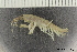  ( - ZMBN_136218)  @11 [ ] Creative Commons BY NC SA (2020) University of Bergen Natural History Collections