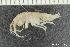  ( - ZMBN_136220)  @11 [ ] Creative Commons BY NC SA (2020) University of Bergen Natural History Collections