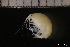 ( - ZMBN_136233)  @11 [ ] Creative Commons BY NC SA (2022) University of Bergen Natural History Collections