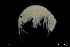  ( - ZMBN_136234)  @11 [ ] Creative Commons BY NC SA (2020) University of Bergen Natural History Collections