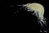  ( - ZMBN_136236)  @11 [ ] Creative Commons BY NC SA (2020) University of Bergen Natural History Collections