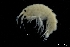  ( - ZMBN_136246)  @11 [ ] Creative Commons BY NC SA (2020) University of Bergen Natural History Collections